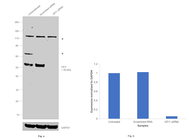 GFI1 Antibody in Western Blot (WB)