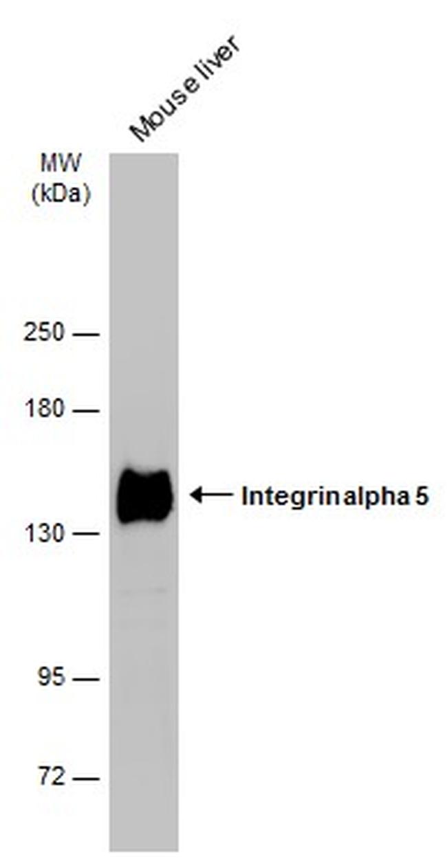 ITGA5 Antibody in Western Blot (WB)