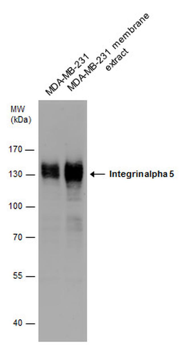 ITGA5 Antibody in Western Blot (WB)