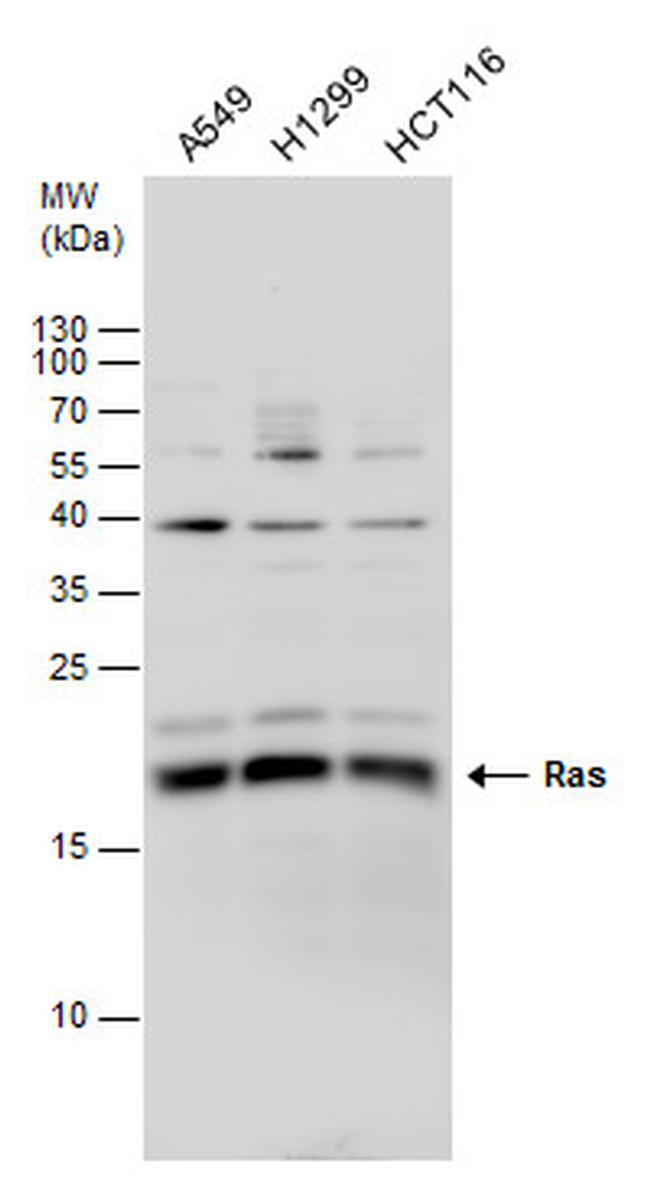 Pan Ras Antibody in Western Blot (WB)