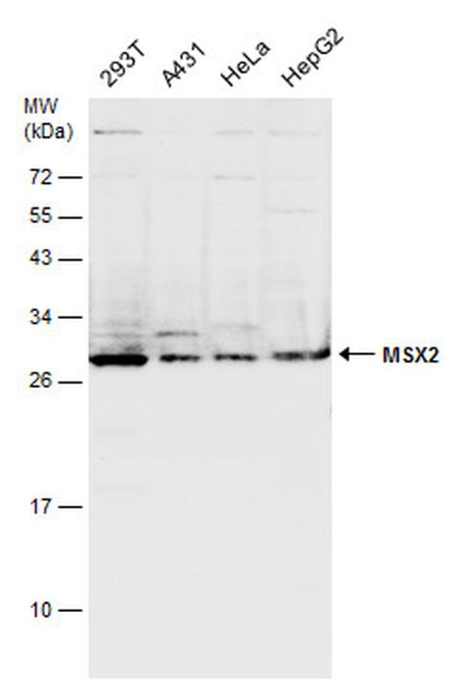 MSX2 Antibody in Western Blot (WB)