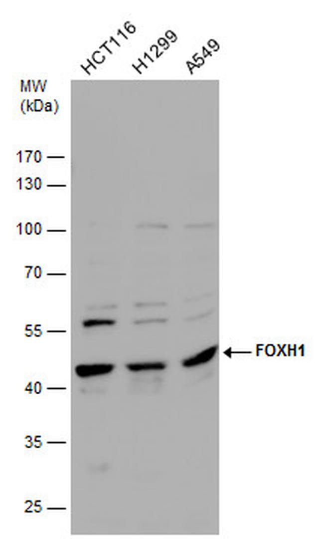 FOXH1 Antibody in Western Blot (WB)