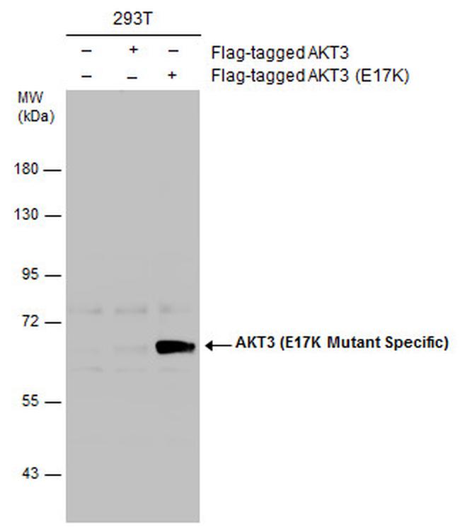 AKT3 (E17K Mutant) Antibody in Western Blot (WB)