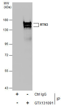 RTN3 Antibody in Immunoprecipitation (IP)