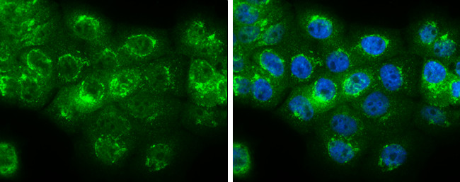 Neuromedin U Antibody in Immunocytochemistry (ICC/IF)