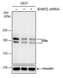 EHMT2 Antibody