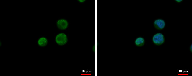 CPSF6 Antibody in Immunocytochemistry (ICC/IF)