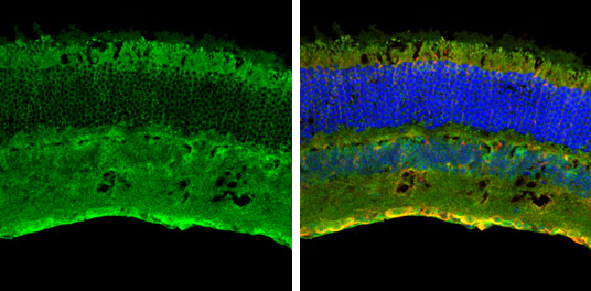 Contactin 1 Antibody in Immunohistochemistry (Frozen) (IHC (F))