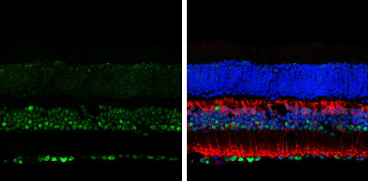 LIM1 Antibody in Immunohistochemistry (Frozen) (IHC (F))