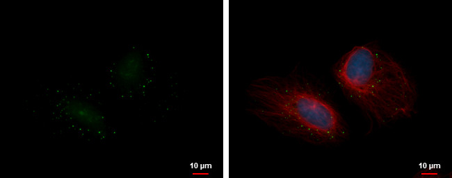 LSM14A Antibody in Immunocytochemistry (ICC/IF)