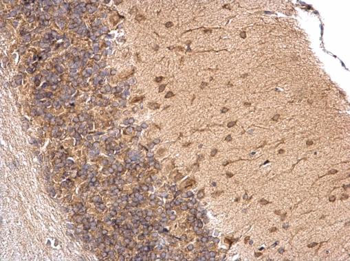 LSM14A Antibody in Immunohistochemistry (Paraffin) (IHC (P))