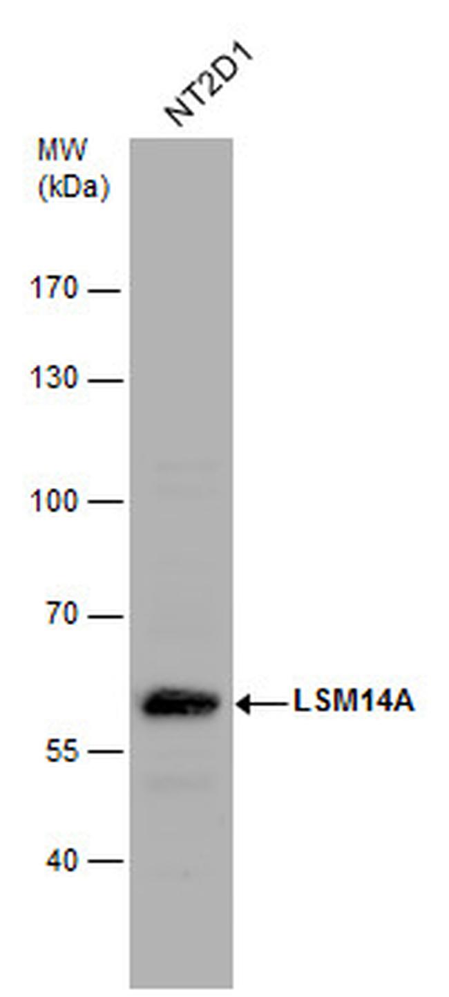 LSM14A Antibody in Western Blot (WB)