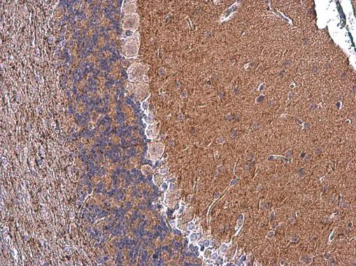 CNTNAP1 Antibody in Immunohistochemistry (Paraffin) (IHC (P))