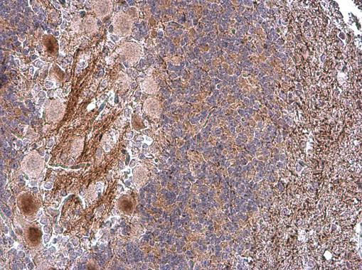 CNTNAP1 Antibody in Immunohistochemistry (Paraffin) (IHC (P))