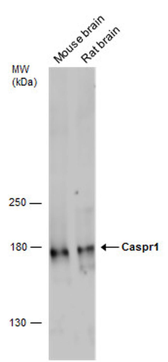 CNTNAP1 Antibody in Western Blot (WB)