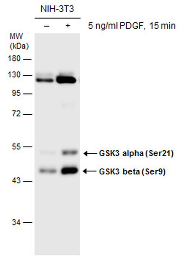 Phospho-GSK3B (Ser9) Antibody in Western Blot (WB)