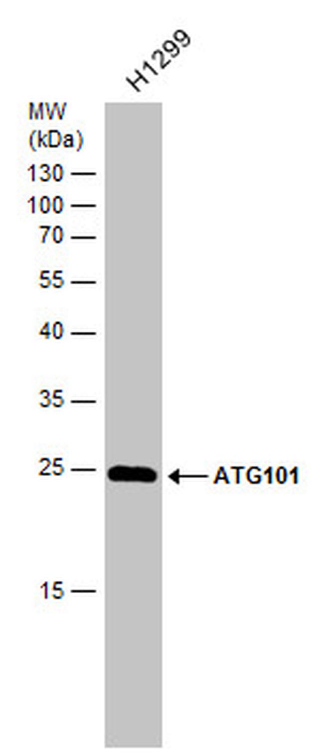 ATG101 Antibody in Western Blot (WB)