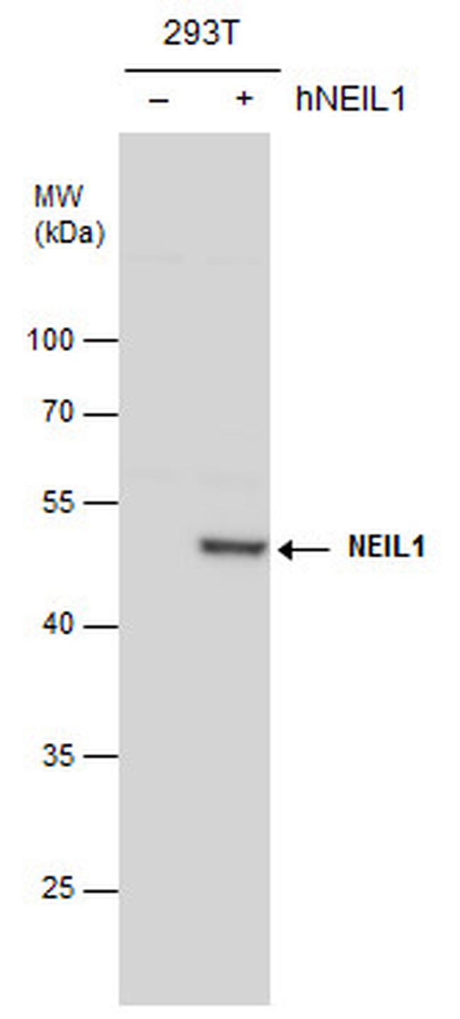 NEIL1 Antibody in Western Blot (WB)