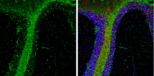 ALDH1L1 Antibody in Immunohistochemistry (Frozen) (IHC (F))