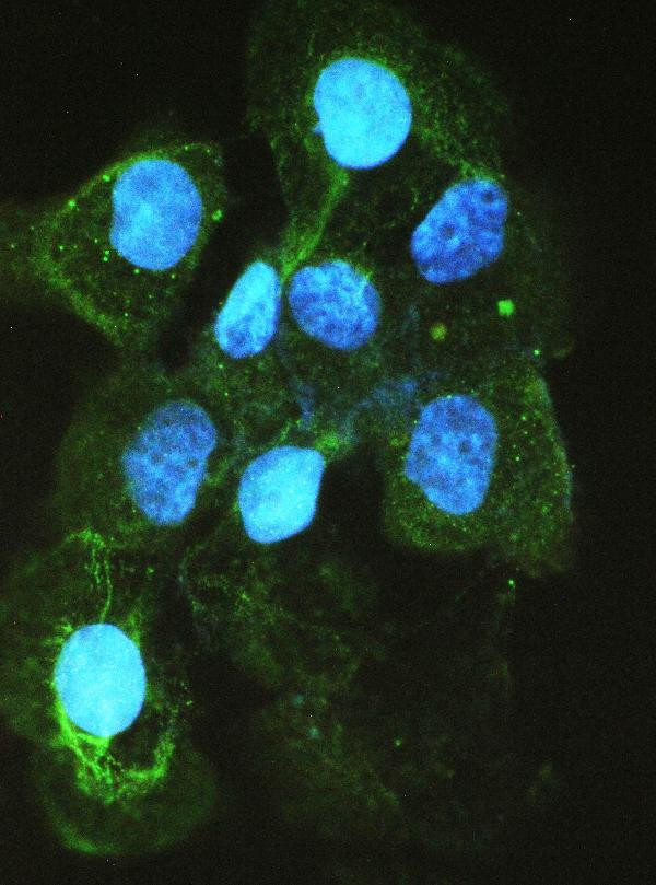 ACE Antibody in Immunocytochemistry (ICC/IF)