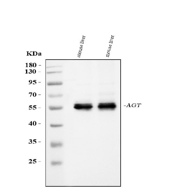 Angiotensinogen Antibody in Western Blot (WB)