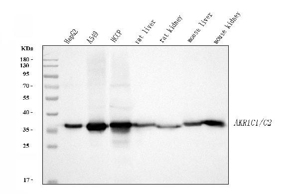 AKR1C1/AKR1C2 Antibody in Western Blot (WB)