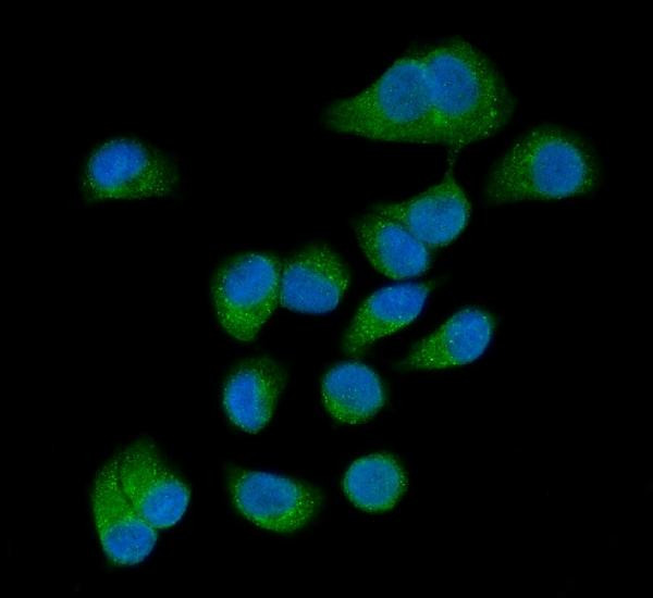 AMFR Antibody in Immunocytochemistry (ICC/IF)