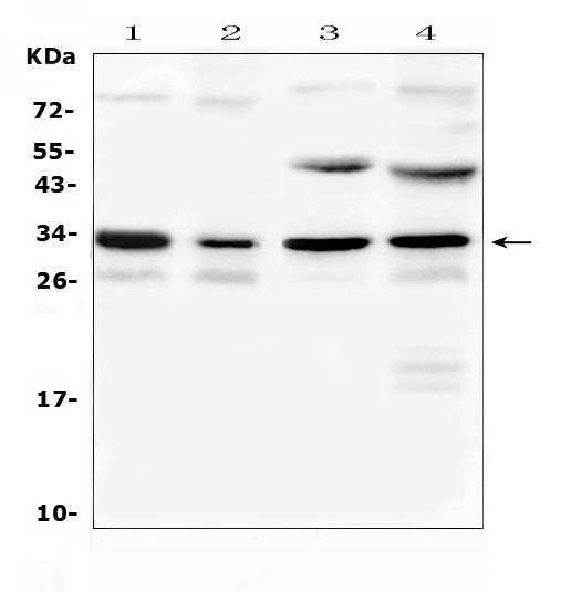 Aquaporin 3 Antibody in Western Blot (WB)