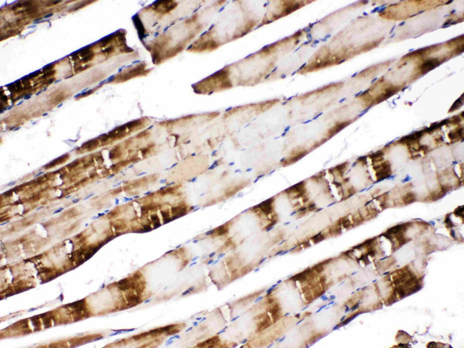 Carbonic Anhydrase III Antibody in Immunohistochemistry (Paraffin) (IHC (P))