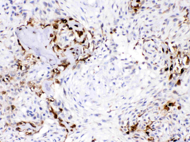 Carbonic Anhydrase III Antibody in Immunohistochemistry (Paraffin) (IHC (P))