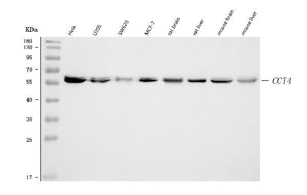 TCP-1 delta Antibody in Western Blot (WB)