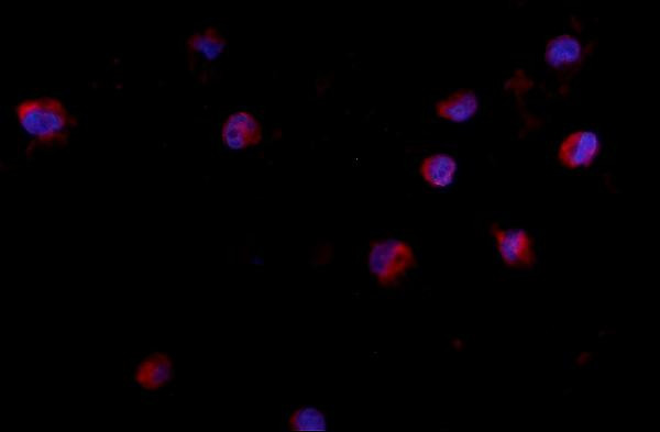 CD24 Antibody in Immunocytochemistry (ICC/IF)