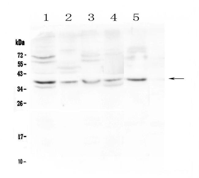 CD24 Antibody in Western Blot (WB)