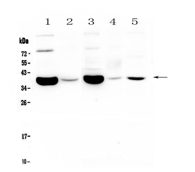 CD24 Antibody in Western Blot (WB)