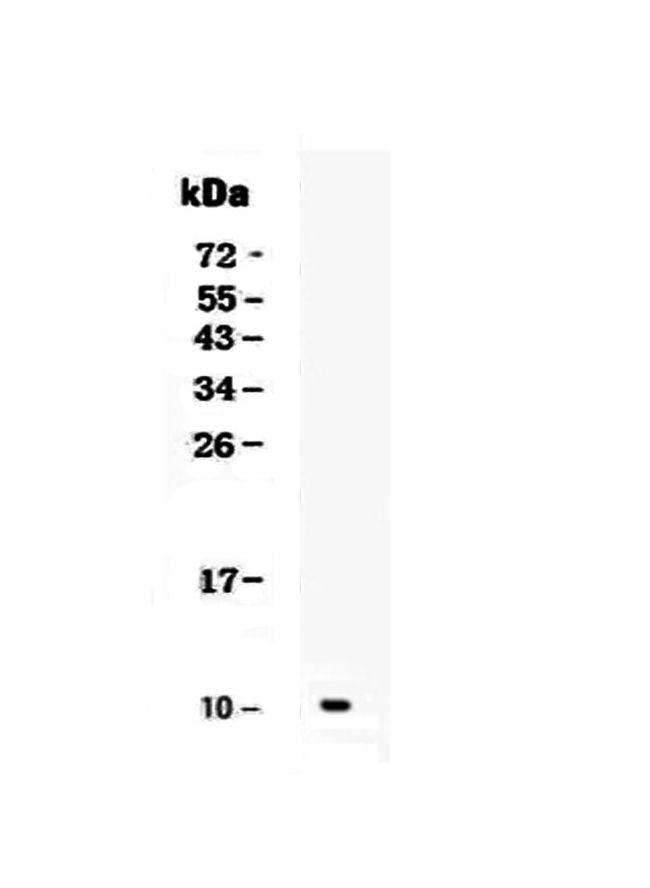 CXCL1 (GRO alpha) Antibody in Western Blot (WB)