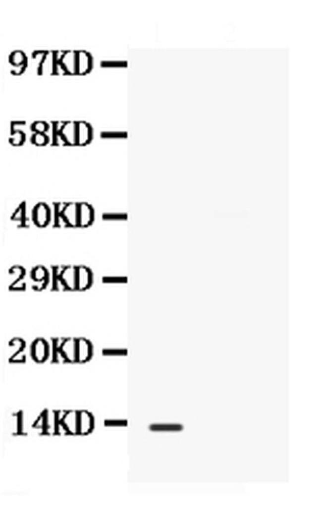 CXCL13 Antibody in Western Blot (WB)