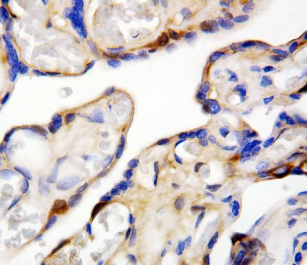 DDT Antibody in Immunohistochemistry (Paraffin) (IHC (P))