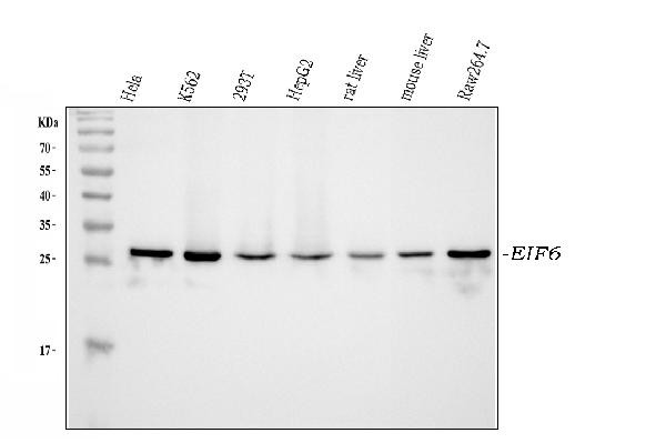 eIF6 Antibody in Western Blot (WB)