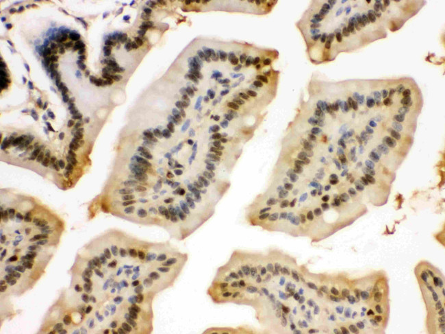 eIF6 Antibody in Immunohistochemistry (Paraffin) (IHC (P))