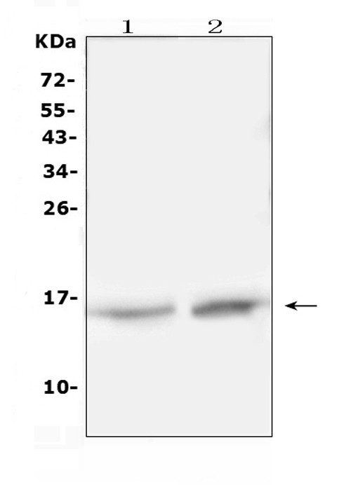 Hemoglobin alpha Antibody in Western Blot (WB)