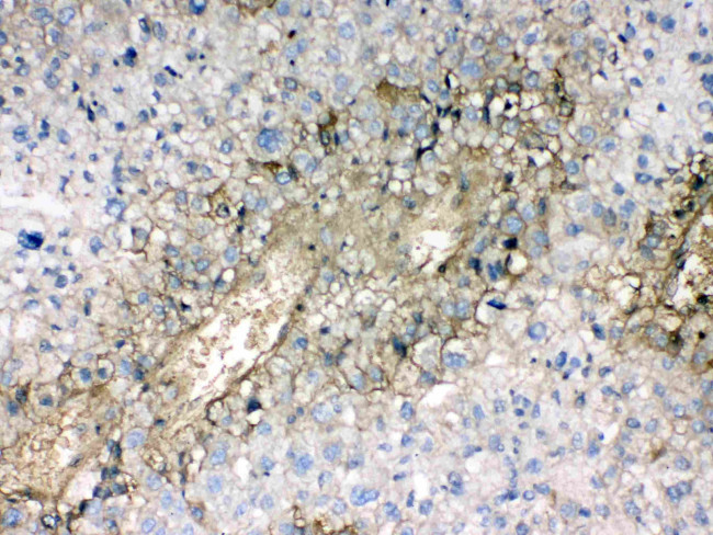 Hemoglobin alpha Antibody in Immunohistochemistry (Paraffin) (IHC (P))