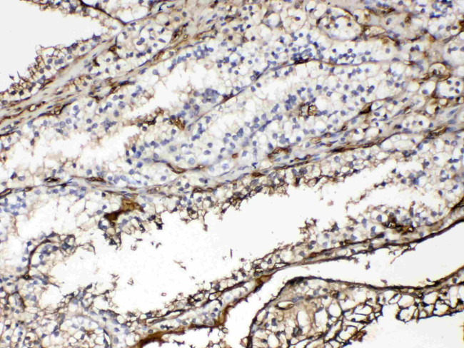 Hemoglobin alpha Antibody in Immunohistochemistry (Paraffin) (IHC (P))