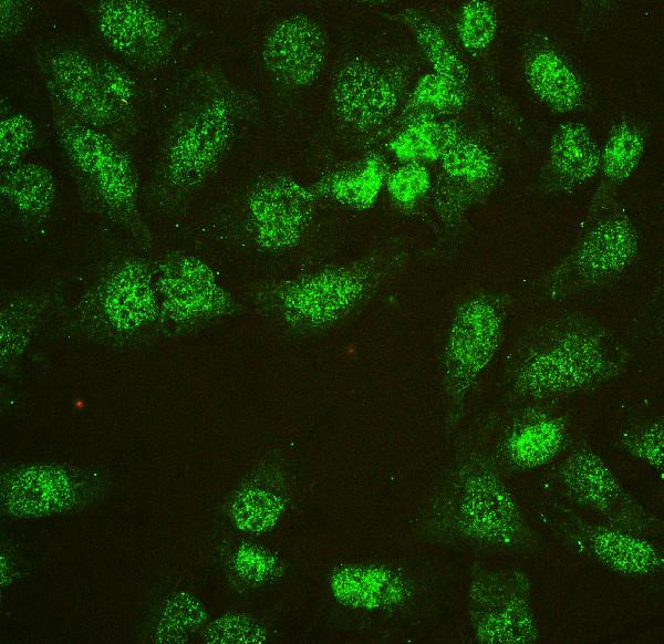 hnRNP L Antibody in Immunocytochemistry (ICC/IF)