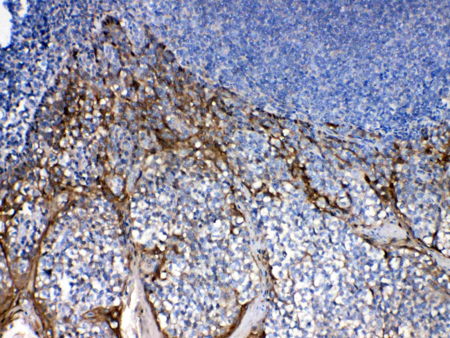 IRF7 Antibody in Immunohistochemistry (Paraffin) (IHC (P))