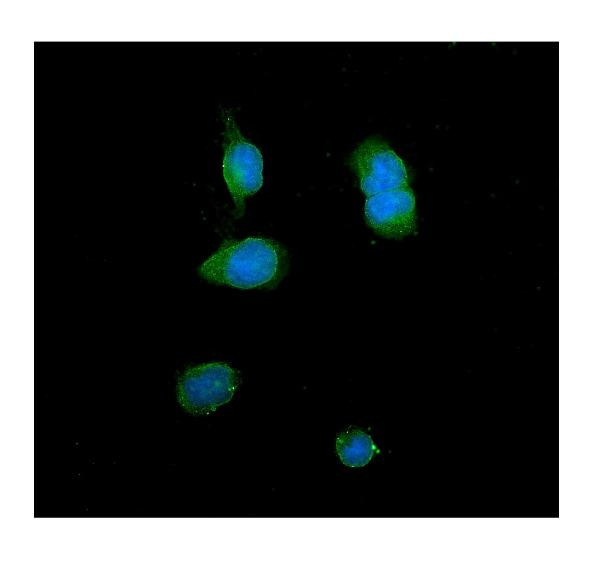 ITLN1 Antibody in Immunocytochemistry (ICC/IF)