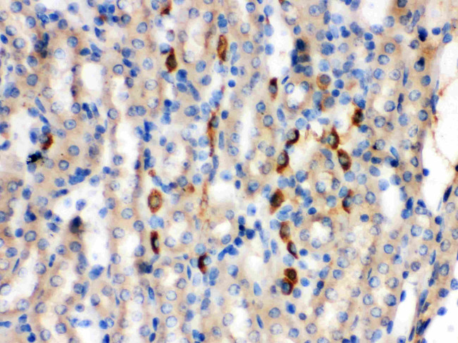 Bradykinin Antibody in Immunohistochemistry (Paraffin) (IHC (P))