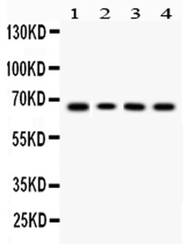 LBP Antibody in Western Blot (WB)