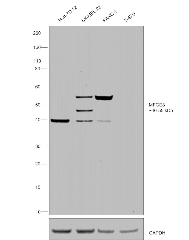 MFGE8 (Lactadherin) Antibody in Western Blot (WB)