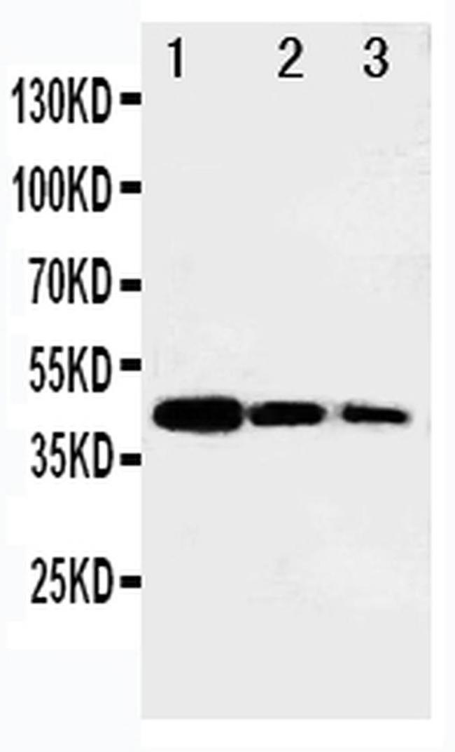 B-Myb Antibody (PA5-79713)