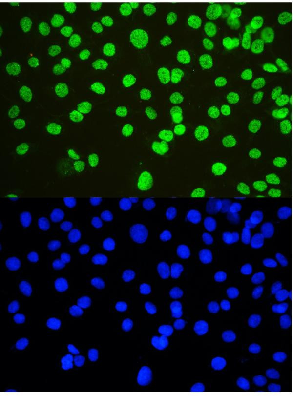 NONO Antibody in Immunocytochemistry (ICC/IF)